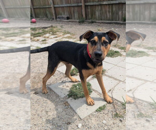 Medium Photo #3 Labrador Retriever-Unknown Mix Puppy For Sale in Evansville, IN, USA
