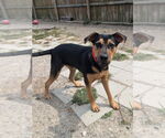 Small #2 Labrador Retriever Mix