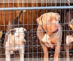 Small Photo #1 American Staffordshire Terrier Puppy For Sale in TACOMA, WA, USA