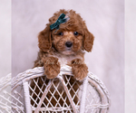 Small Photo #29 Poodle (Toy) Puppy For Sale in WARSAW, IN, USA