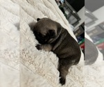 Puppy Puppy 3 French Bulldog
