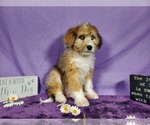 Small Photo #36 Bernedoodle-Poodle (Toy) Mix Puppy For Sale in BLACK FOREST, CO, USA