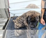 Small Photo #19 Mastiff Puppy For Sale in PARIS, IL, USA