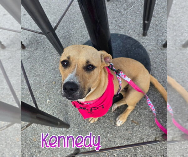 Medium Photo #8 Mutt Puppy For Sale in Port Clinton, OH, USA