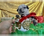 Small Photo #3 French Bulldog Puppy For Sale in HAYWARD, CA, USA