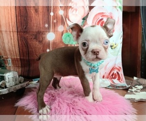 Boston Terrier Puppy for sale in CARTHAGE, TX, USA