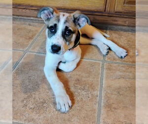 Jack Russell Terrier Dogs for adoption in Rutherfordton, NC, USA