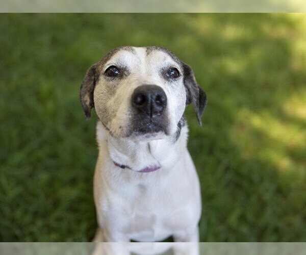 Medium Photo #2 Mutt Puppy For Sale in Ocala, FL, USA