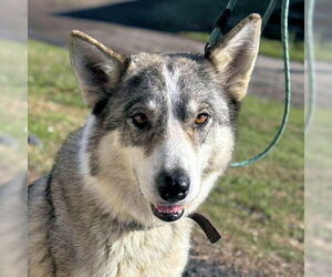 Siberian Husky Mix Dog for Adoption in Omaha, Nebraska USA
