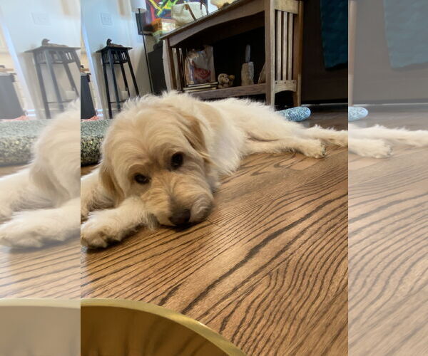 Medium Photo #3 Mutt Puppy For Sale in Sandy, UT, USA