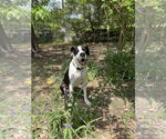 Small Boxer-Great Dane Mix