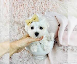 Maltese Puppy for Sale in PEMBROKE PINES, Florida USA