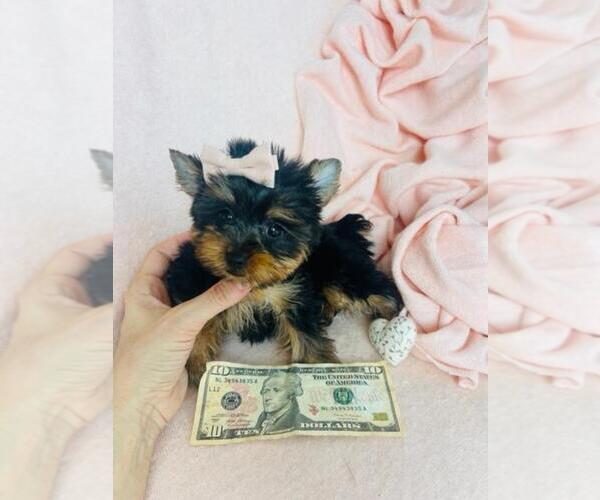 Medium Photo #19 Yorkshire Terrier Puppy For Sale in MIAMI, FL, USA