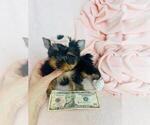 Small #1 Yorkshire Terrier