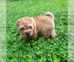 Small #2 Chinese Shar-Pei