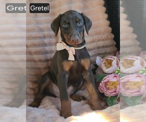 Doberman Pinscher Puppy for sale in POMEROY, OH, USA