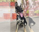 Small Australian Kelpie Mix