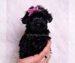 Puppy Tazzie Yorkipoo