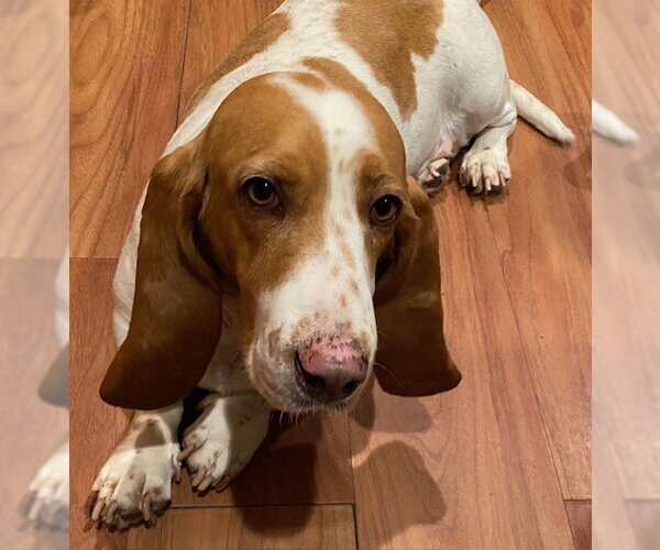 Medium Photo #2 Basset Hound Puppy For Sale in Petaluma, CA, USA