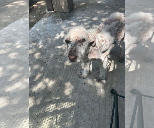 Medium Photo #2 Labrenees Puppy For Sale in Dallas, TX, USA