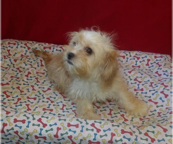 Medium Photo #4 Cavachon Puppy For Sale in PATERSON, NJ, USA