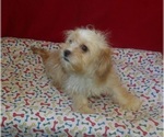 Small #3 Cavachon