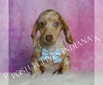 Small #2 Dachshund