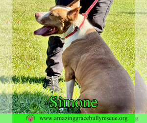 Simone - Female American Staffordshire Terrier-Unknown Mix Dog for Adoption - Photo #26