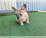 Small #7 French Bulldog