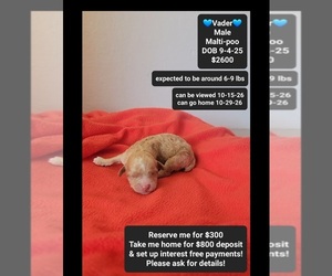 Maltipoo (Toy) Puppy for sale in TUCSON, AZ, USA