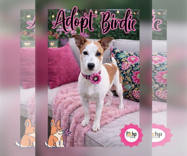 Medium Photo #3 Mutt Puppy For Sale in Menifee, CA, USA