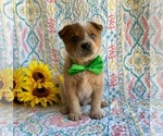 Small Photo #2 Australian Cattle Dog-Unknown Mix Puppy For Sale in LANCASTER, PA, USA