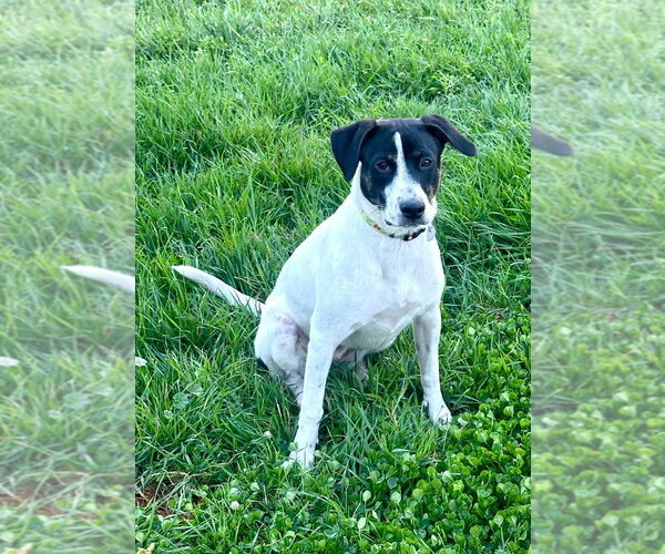Medium Photo #3 Borador Puppy For Sale in Salt Lake City, UT, USA