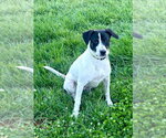 Small #2 Borador