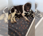 Small Photo #1 Newfoundland Puppy For Sale in LAS VEGAS, NV, USA