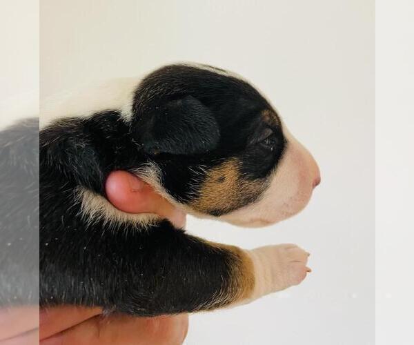 Medium Photo #5 Miniature Bull Terrier Puppy For Sale in POMPANO BEACH, FL, USA