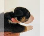 Small Photo #5 Miniature Bull Terrier Puppy For Sale in POMPANO BEACH, FL, USA
