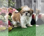 Small #5 Shih Tzu