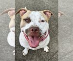 Small #5 American Staffordshire Terrier Mix