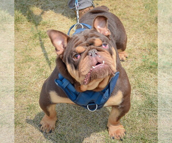 Medium Photo #2 Bulldog Puppy For Sale in Huntley, IL, USA