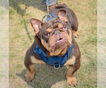 Small #1 Bulldog
