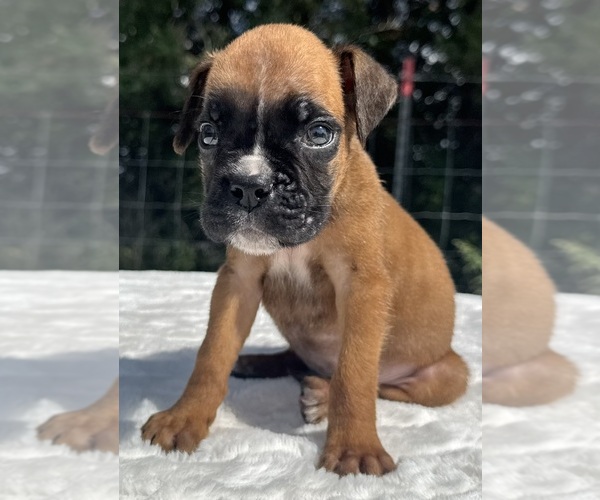 Medium Photo #1 Boxer Puppy For Sale in PAWNEE CITY, NE, USA