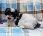 Small #6 Havanese
