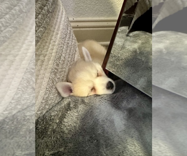 Medium Photo #189 Pomsky Puppy For Sale in LOVELAND, CO, USA