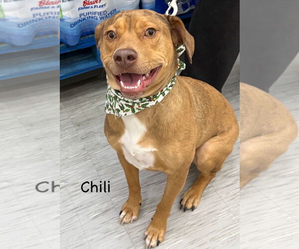 Medium Photo #4  Puppy For Sale in , 