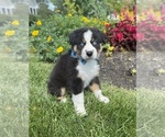 Small #3 Miniature Australian Shepherd