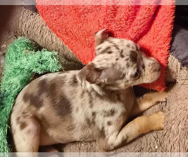 Medium Photo #3 Chihuahua Puppy For Sale in SPRINGFIELD, OH, USA