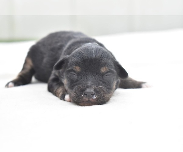 Medium Photo #1 Miniature Australian Shepherd Puppy For Sale in PALM COAST, FL, USA