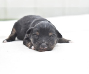 Miniature Australian Shepherd Puppy for sale in PALM COAST, FL, USA