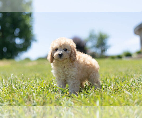 Medium Photo #8 Cavapoo Puppy For Sale in WARSAW, IN, USA